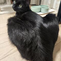 黒猫　兄弟　去勢済み　2歳