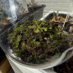 苔テラリウム　食虫植物　モウセンゴケの画像