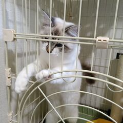 ラグドール 女の子 8ヵ月 - 猫