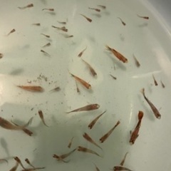 ミックスグッピー稚魚20匹+α、水草