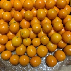 金柑・１.２Kg