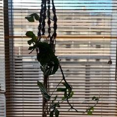 観葉植物　鉢なし　 ヒメモンステラ　大きめ 