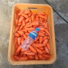 小さい人参1kg100円