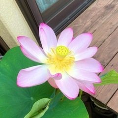 蓮根