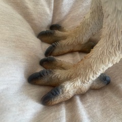 リアルフクロウの置物 H約25cm W約24.5cmの画像