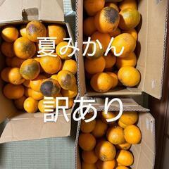 決まりました♪ワケアリ　訳あり　訳あり夏みかん　夏みかん　夏ミカ...