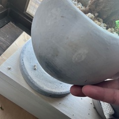 インテリア用植木鉢の画像