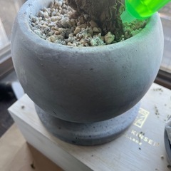 インテリア用植木鉢
