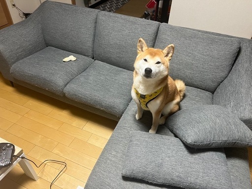 ニトリ　3人掛け　ソファ
