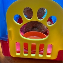 子供に大人気　おもちゃ　 犬の飼育セットの画像