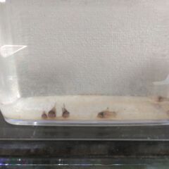 コリドラスパンダ　稚魚　６匹