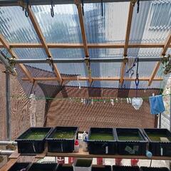 単管パイプなどめだか小屋資材の画像