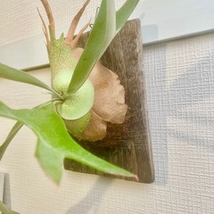 オシャレ観葉植物！元気な板付ビカクシダ　コウモリラン　古材使用でいい感じの風合いです！　の画像