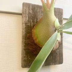 オシャレ観葉植物！元気な板付ビカクシダ　コウモリラン　古材使用でいい感じの風合いです！　の画像