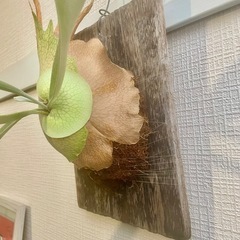 オシャレ観葉植物！元気な板付ビカクシダ　コウモリラン　古材使用でいい感じの風合いです！　の画像