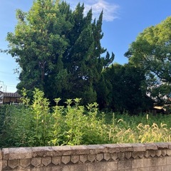 伐採・草刈り・困り事 − 愛媛県