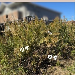 草刈り、剪定、伐採、お庭のことご相談ください🌱 − 愛知県