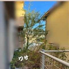 草刈り、剪定、伐採、お庭のことご相談ください🌱 - 剪定/造園