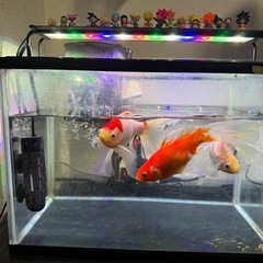 金魚
