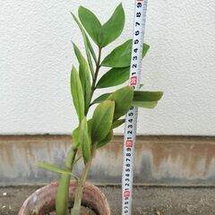 ザミオクルカス、観葉植物