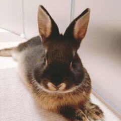 ３ヶ月のネザーランドドワーフです