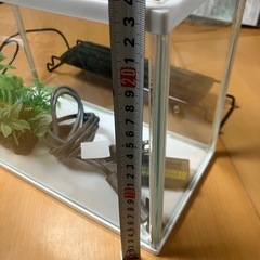 小型水槽セット　(希望者にはメダカ、シュリンプ、水草付き)の画像