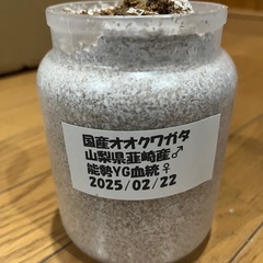 国産オオクワガタ　3令幼虫　1頭