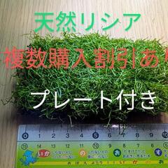 （水草）巻きたて　リシアプレート（水中葉）（無農薬）（１個）