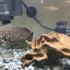 レオパードクテノポマ