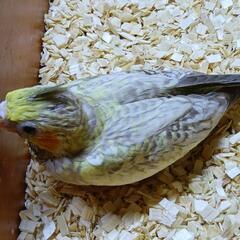 オカメインコ　2/18入荷画像更新
