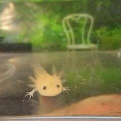 ウーパールーパー1匹　リューシースティック