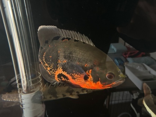 レッドベリーオスカー受渡し予定