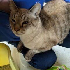 高齢者、単身者に飼って頂きたいシャムmixのオケリ君 - 秩父郡