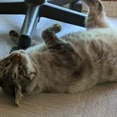 高齢者、単身者に飼って頂きたいシャムmixのオケリ君 - 猫