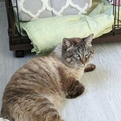 高齢者、単身者に飼って頂きたいシャムmixのオケリ君 − 埼玉県