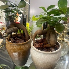 観葉植物🪴ガジュマル✨