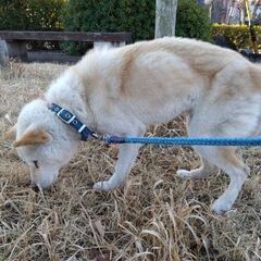 柴犬／男の子／１５才７か月／広い土地の持ち主の方お願いします