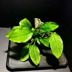 2)アヌビアスナナ ジェイド石巻き