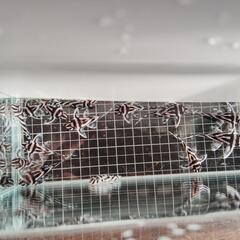 インペリアルゼブラプレコ　約30mmの画像