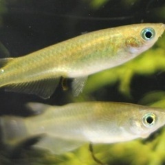増えすぎたメダカや魚の稚魚を引き取らせてください！