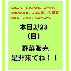 野菜販売