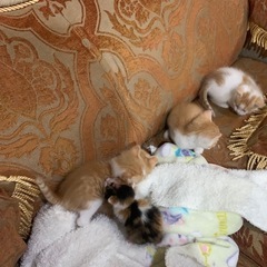 1月8日生まれの4兄妹茶白色々ちゃん達です。もう、走り回ってます。