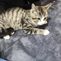 里親募集　外で迷ってる所を保護して飼育が困難になりました。