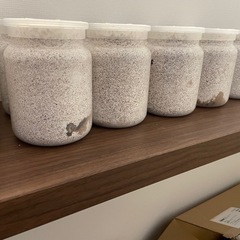 アスタコイデスノコギリ菌糸瓶入幼虫