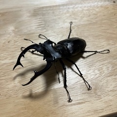 アクベシアヌス幼虫3頭の画像