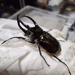 ミンダナオアトラスカブトムシ♂️82mm単品