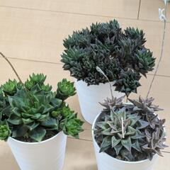 ハオルチア（花鏡、インクルブーラ、メアリ）