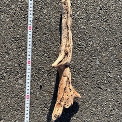 流木　７本セット　　の画像