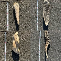 流木　７本セット　　の画像