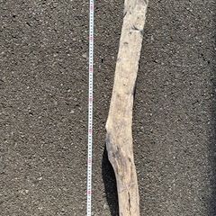 流木　７本セット　　の画像